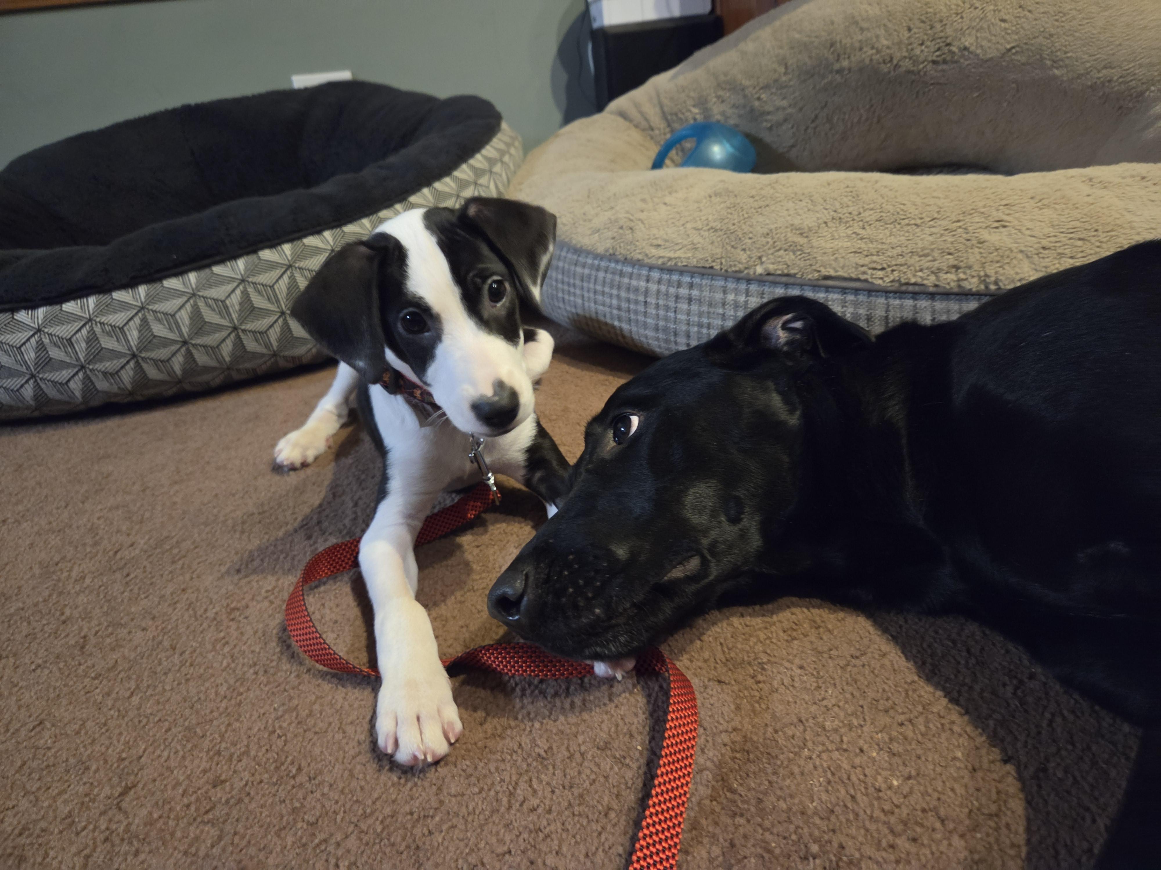 Enlarge Bernadette, a Adoptable mixed breed in Crystal Lake, IL image 2/6