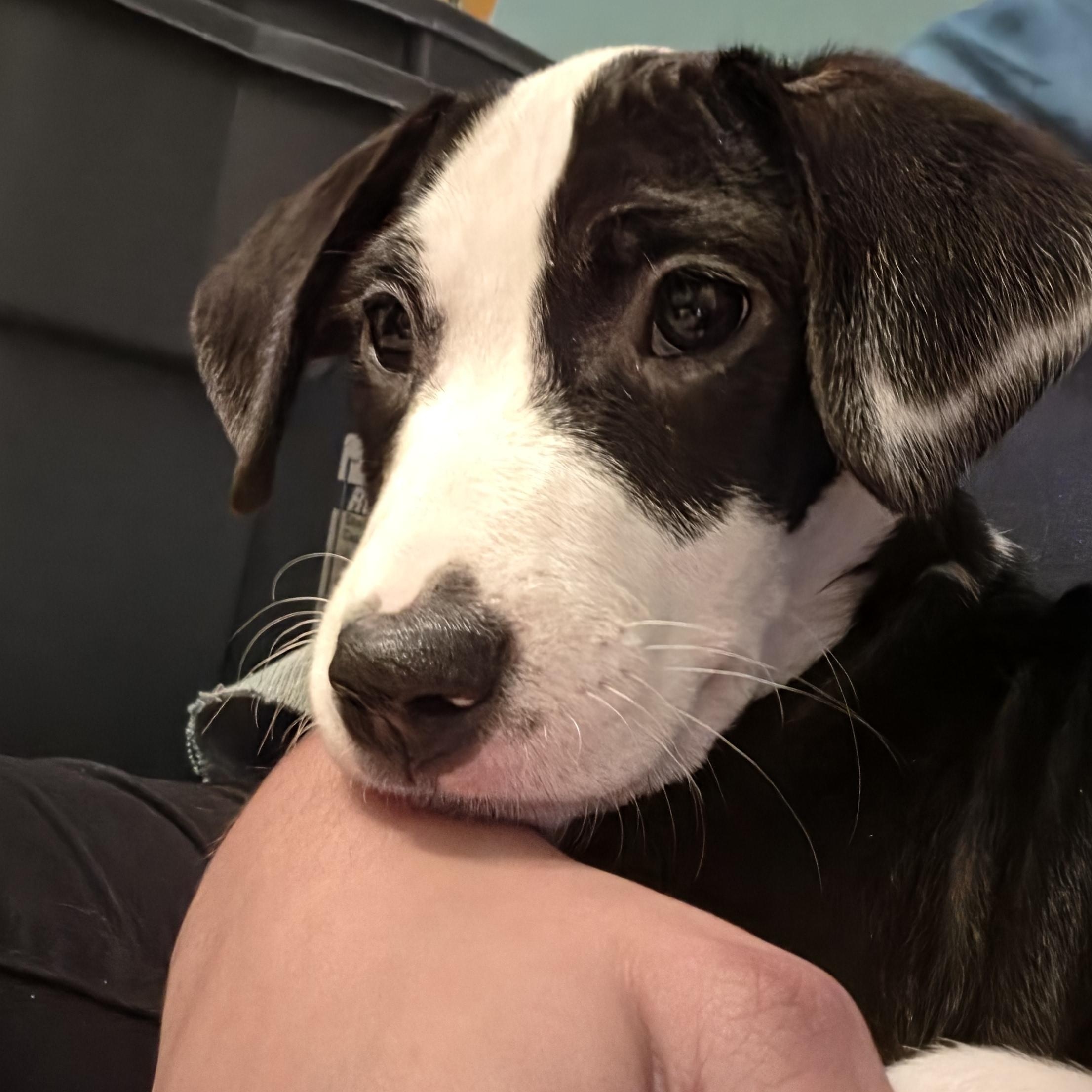 Enlarge Bernadette, a Adoptable mixed breed in Crystal Lake, IL image 4/6