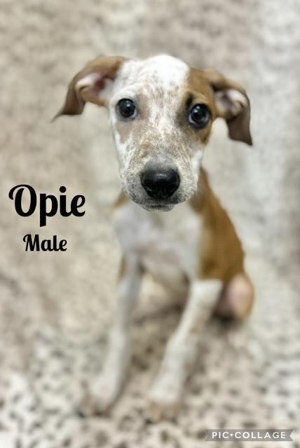 Opie