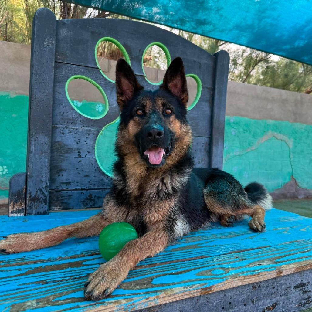 Lone Star Ranger, Adoptable, Adult Male German Shepherd Dog.