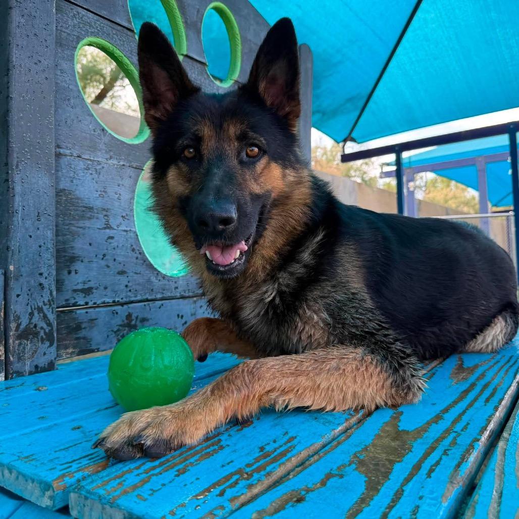 Enlarge Lone Star Ranger, a Adoptable German Shepherd Dog in Lakewood, CO image 2/6