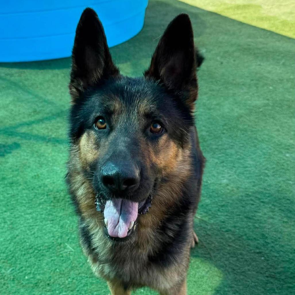 Enlarge Lone Star Ranger, a Adoptable German Shepherd Dog in Lakewood, CO image 4/6