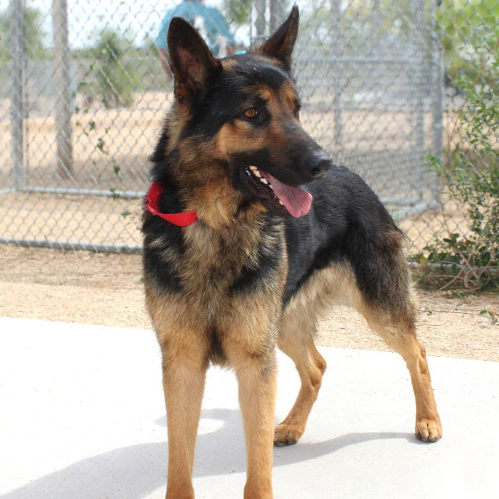 Enlarge Lone Star Ranger, a Adoptable German Shepherd Dog in Lakewood, CO image 5/6