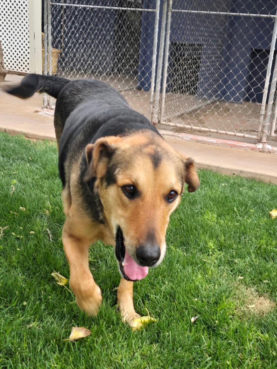 Herbie (Courtesy post), Adoptable, Adult Male German Shepherd Dog.