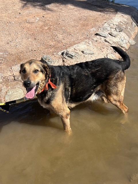 Herbie (Courtesy post), Adoptable, Adult Male German Shepherd Dog.