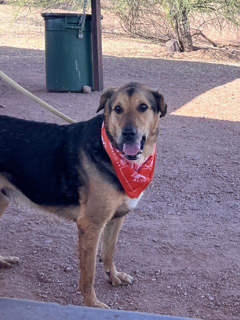 Enlarge Herbie (Courtesy post), a Adoptable German Shepherd Dog in Phoenix, AZ image 2/3