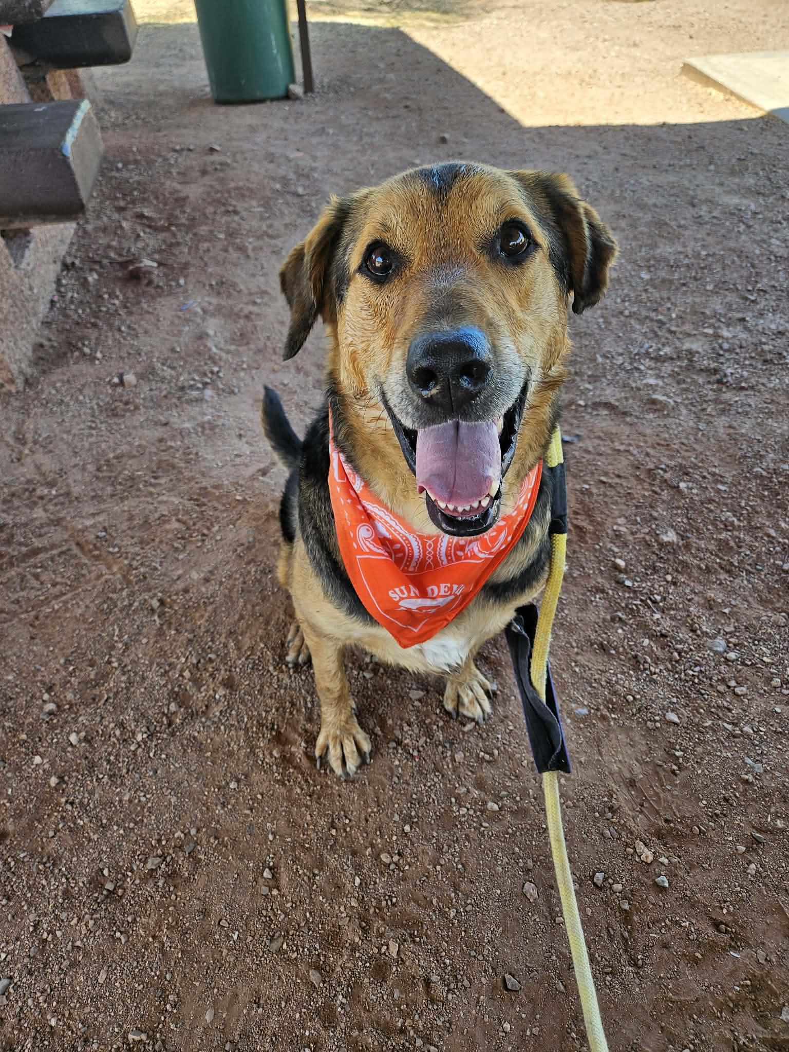 Enlarge Herbie (Courtesy post), a Adoptable German Shepherd Dog in Phoenix, AZ image 3/3