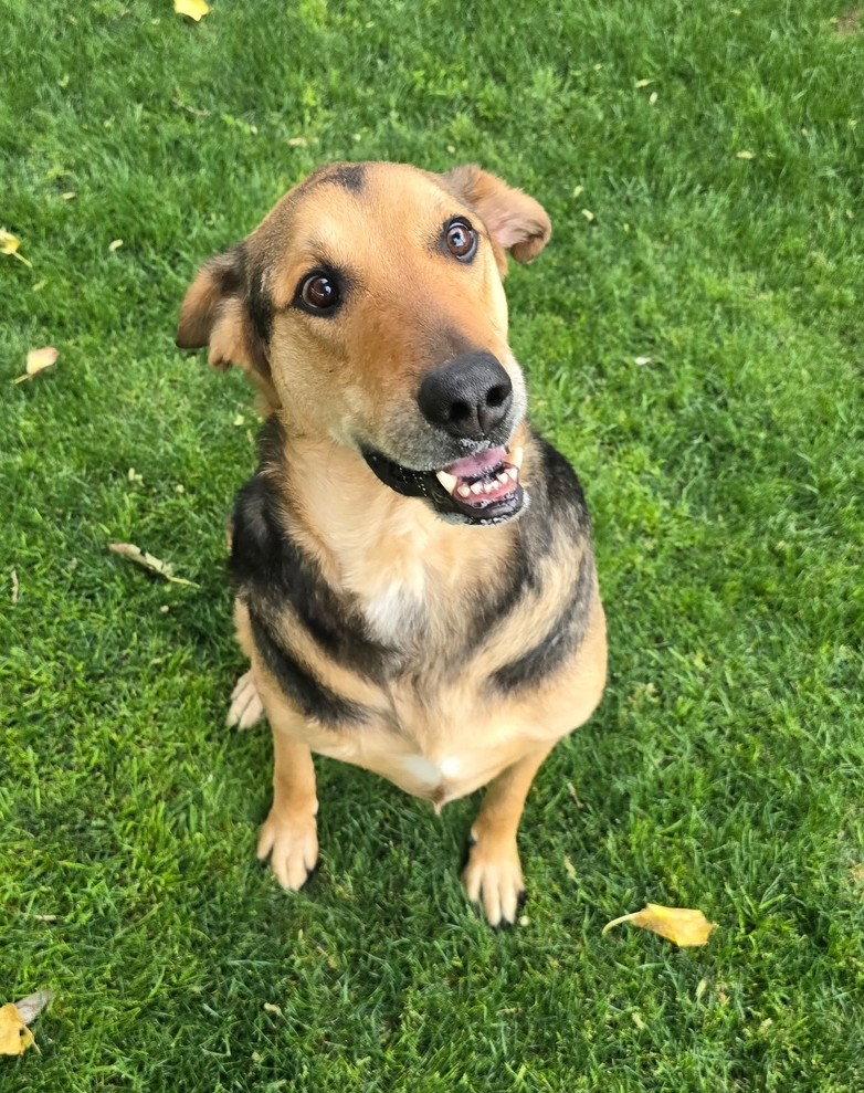 Enlarge Herbie (Courtesy post), a Adoptable German Shepherd Dog in Phoenix, AZ image 2/3