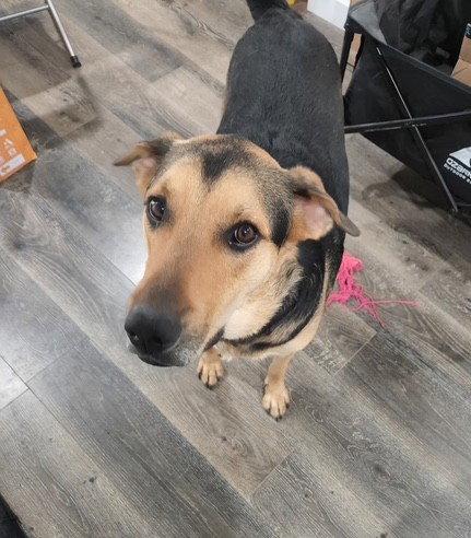 Enlarge Herbie (Courtesy post), a Adoptable German Shepherd Dog in Phoenix, AZ image 3/3