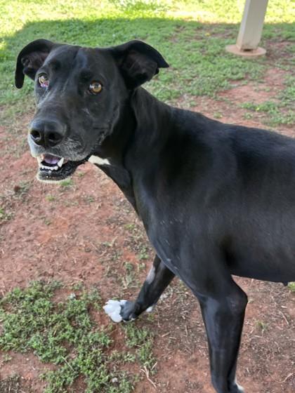 Lucy, a Adoptable mixed breed in Cumming, GA image 1/3