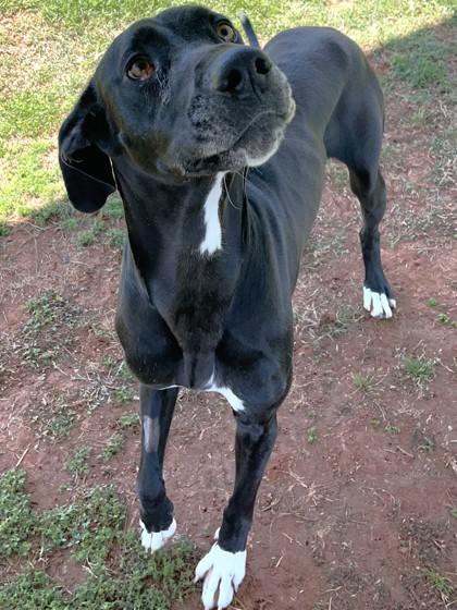 Lucy, a Adoptable mixed breed in Cumming, GA image 2/3