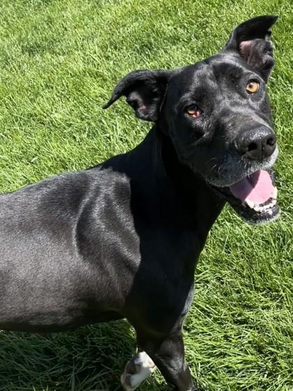 Lucy, a Adoptable mixed breed in Cumming, GA image 3/3