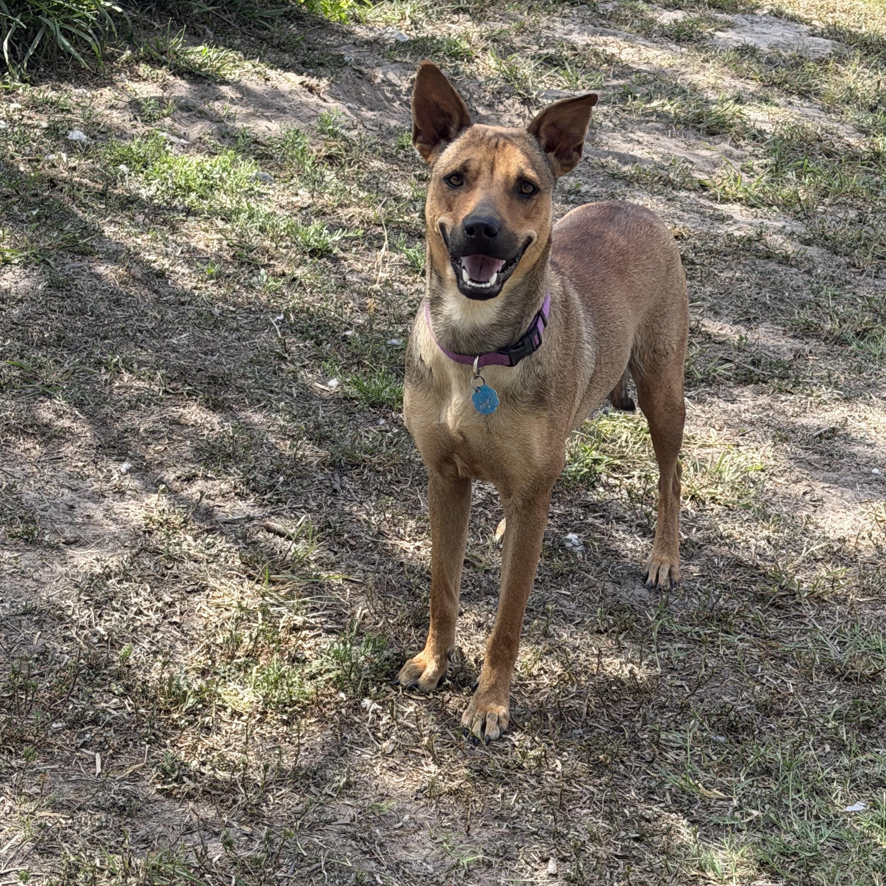 Enlarge Rascal, a ADOPTABLE Mixed Breed in Aransas Pass, TX image 3/3