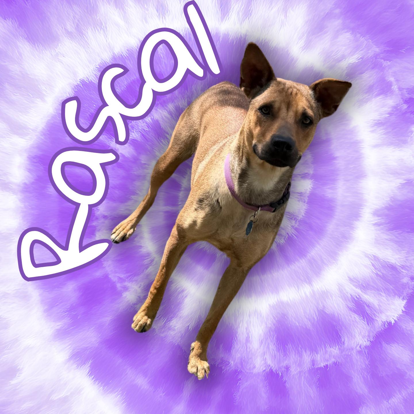Rascal, ADOPTABLE, Adult Female Mixed Breed.