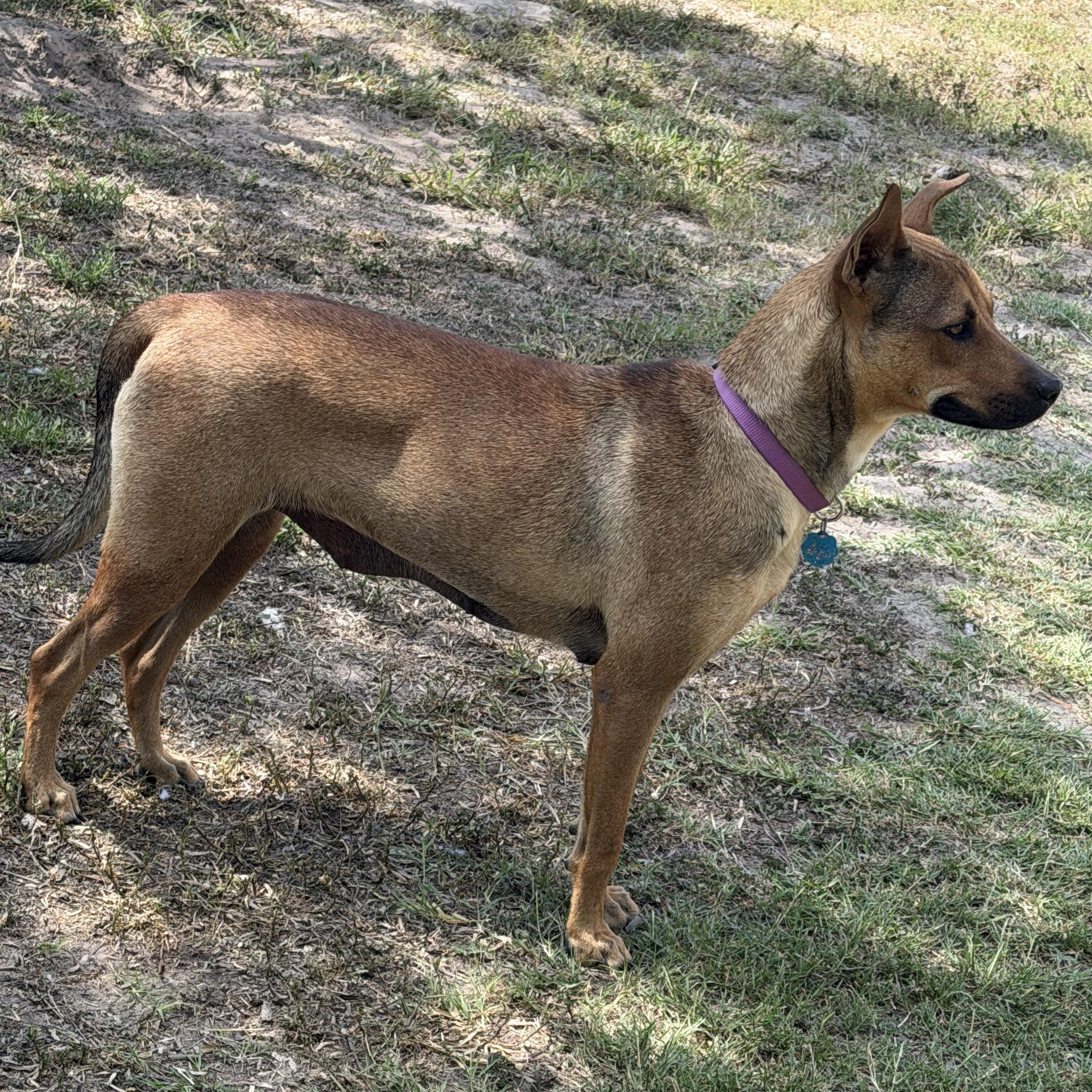 Enlarge Rascal, a ADOPTABLE Mixed Breed in Aransas Pass, TX image 2/3