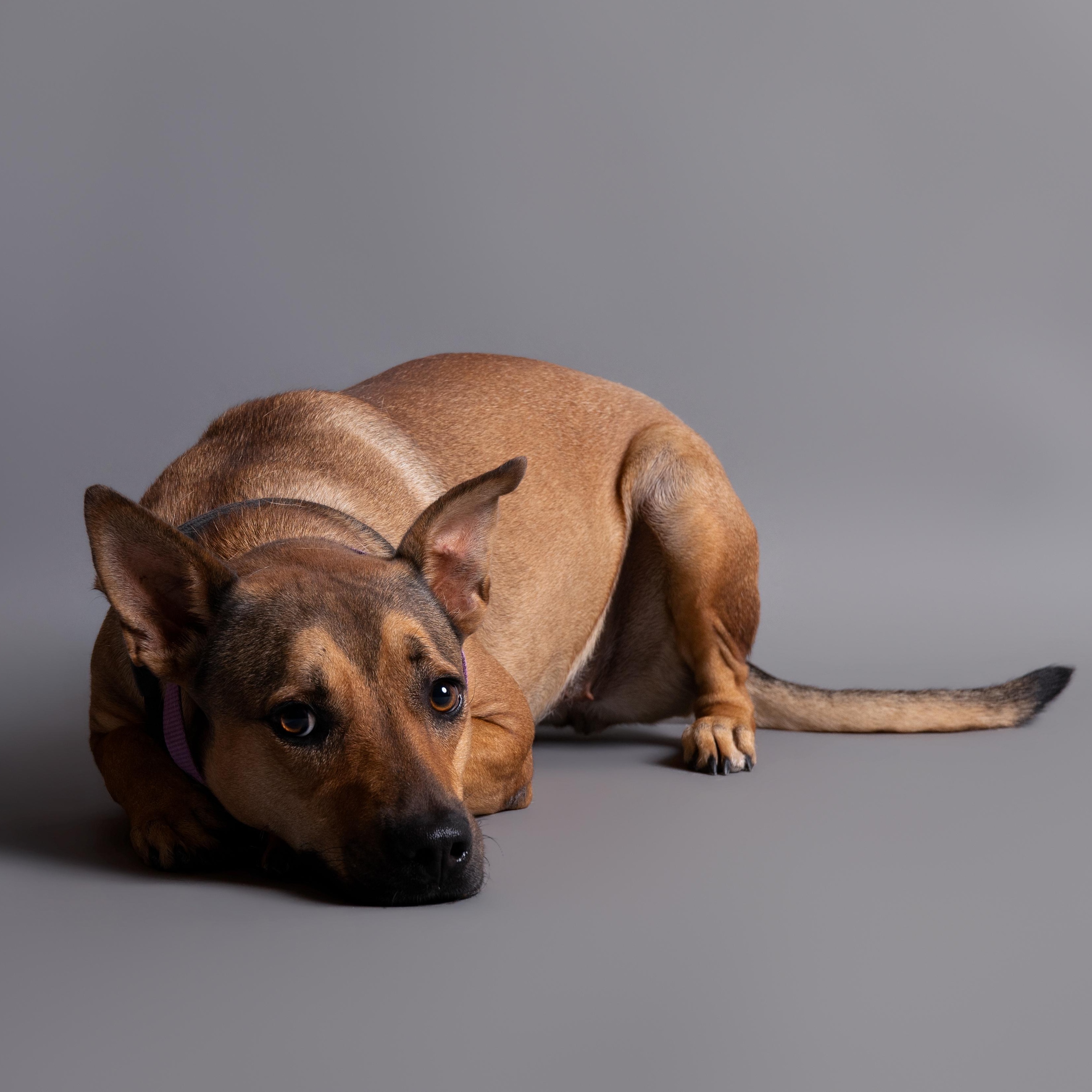 Rascal, ADOPTABLE, Adult Female Mixed Breed.