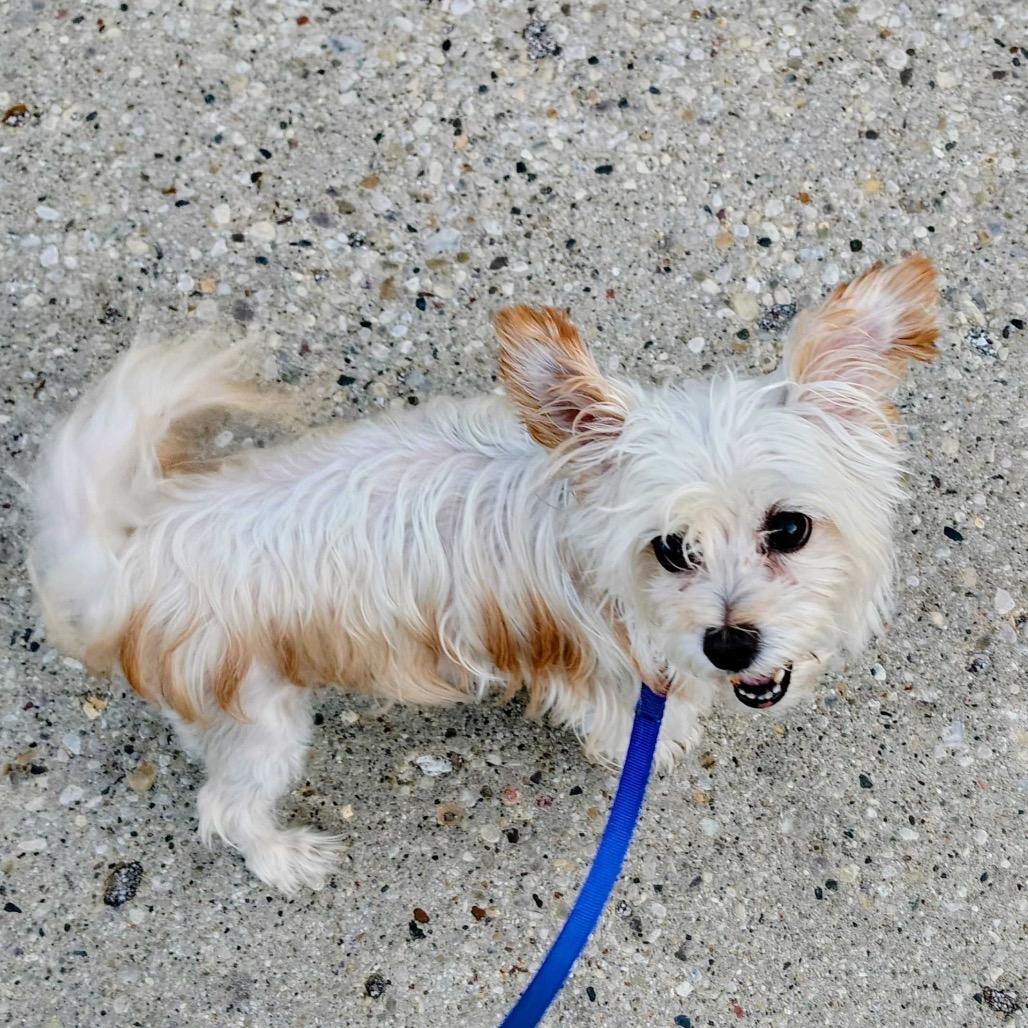 Jammie, Adoptable, Senior Female Mixed Breed.