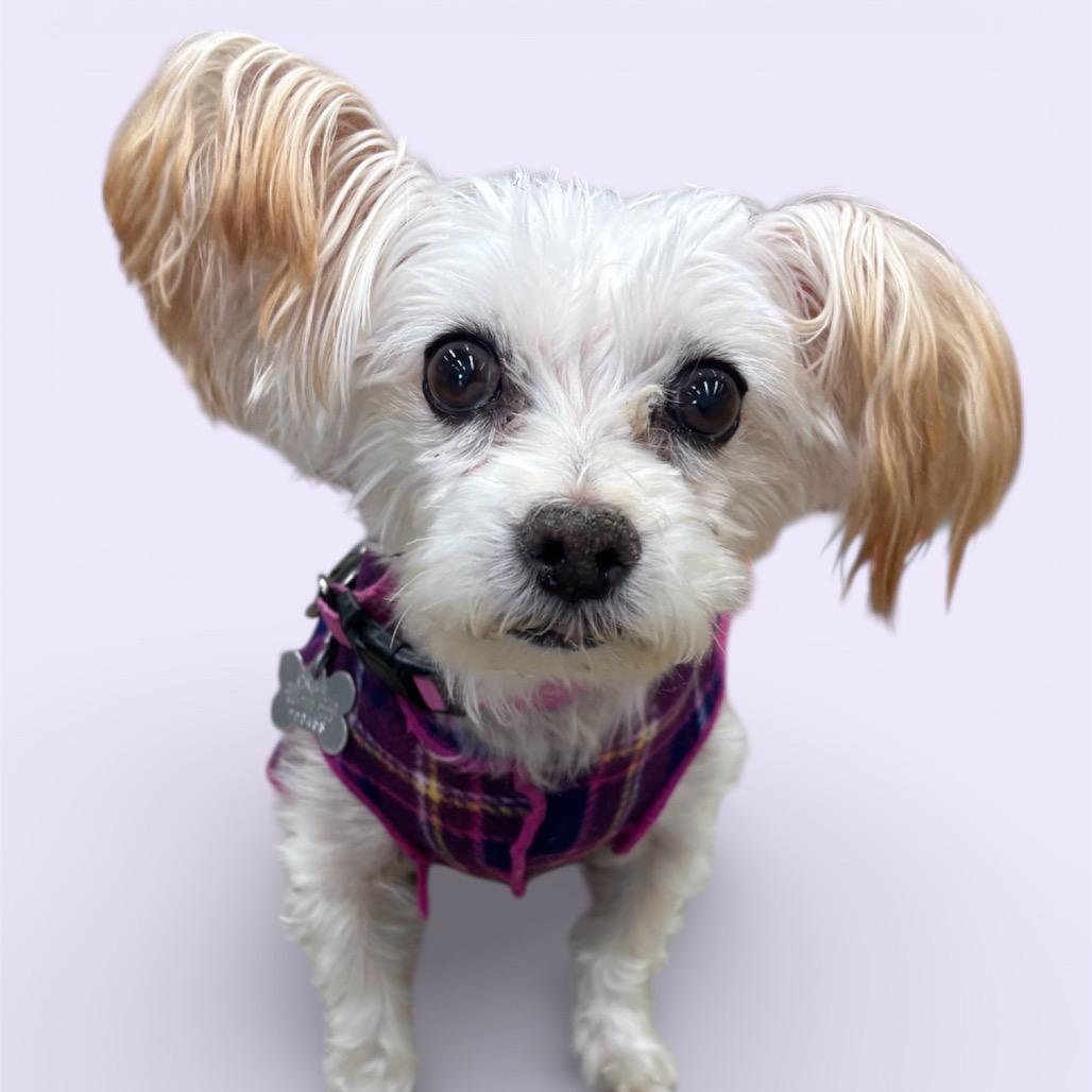 Enlarge Jammie, a Adoptable Mixed Breed in Skokie, IL image 1/6