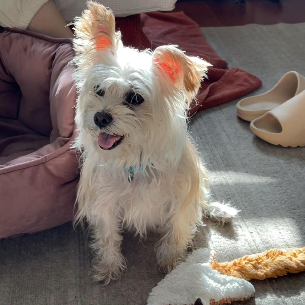 Enlarge Jammie, a Adoptable Mixed Breed in Skokie, IL image 2/6