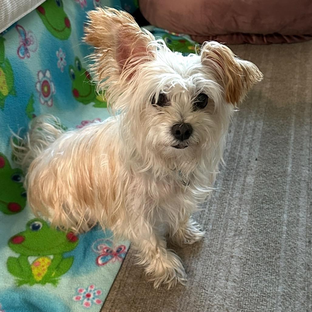 Enlarge Jammie, a Adoptable Mixed Breed in Skokie, IL image 3/6