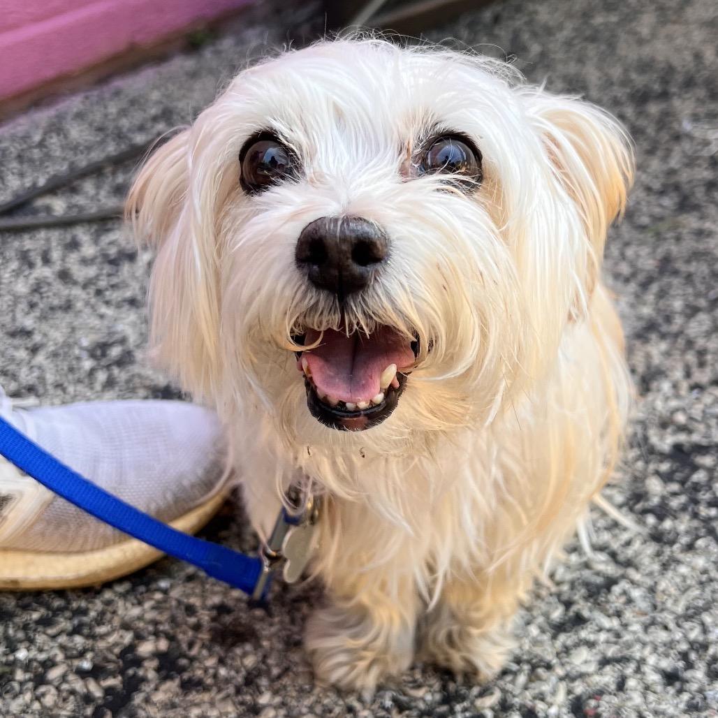 Enlarge Jammie, a Adoptable Mixed Breed in Skokie, IL image 4/6