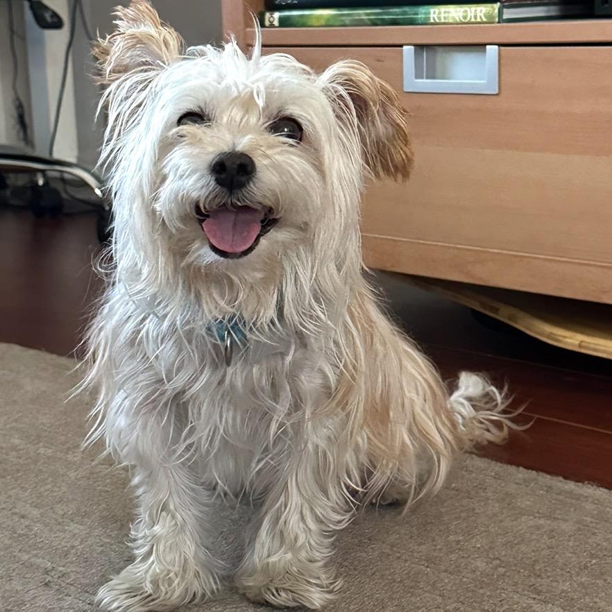 Enlarge Jammie, a Adoptable Mixed Breed in Skokie, IL image 5/6