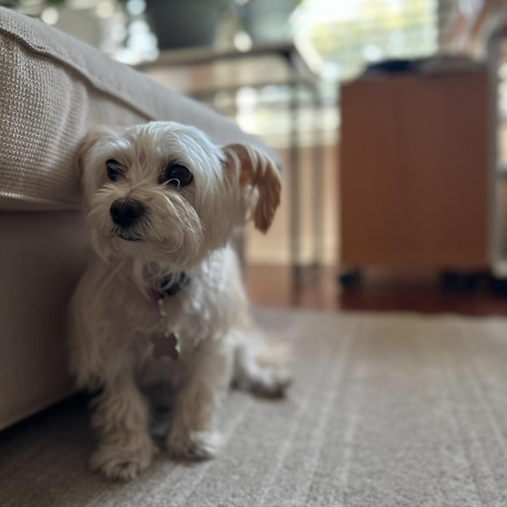 Enlarge Jammie, a Adoptable Mixed Breed in Skokie, IL image 6/6