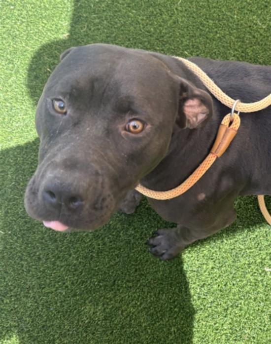 Enlarge WINNIE, a Adoptable mixed breed in Texas City, TX image 1/1