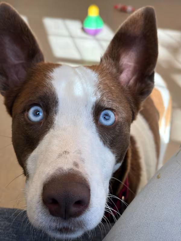 Charm, ADOPTABLE, Adult Female Mixed Breed.