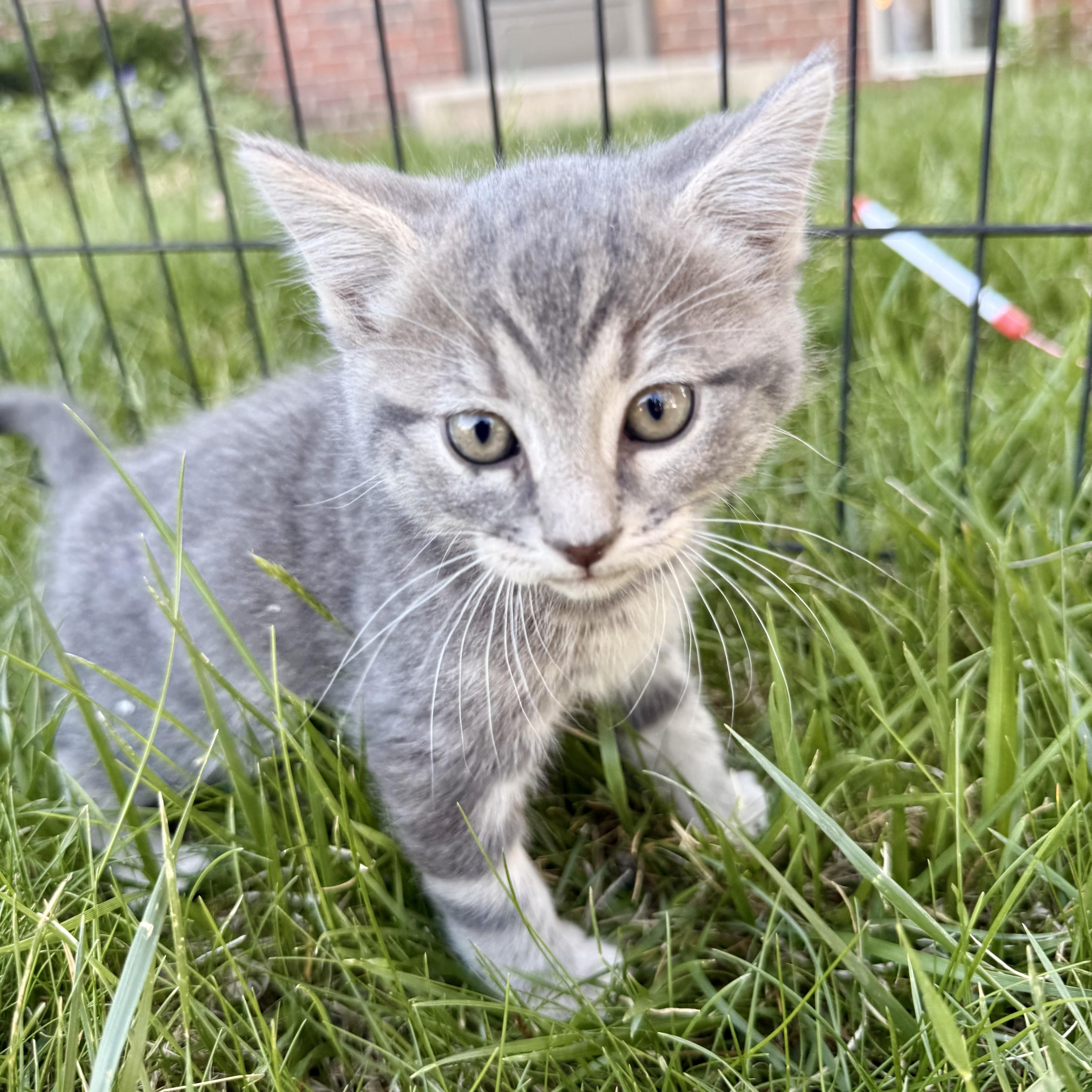 Cookie, ADOPTABLE, Kitten Male Domestic Short Hair.