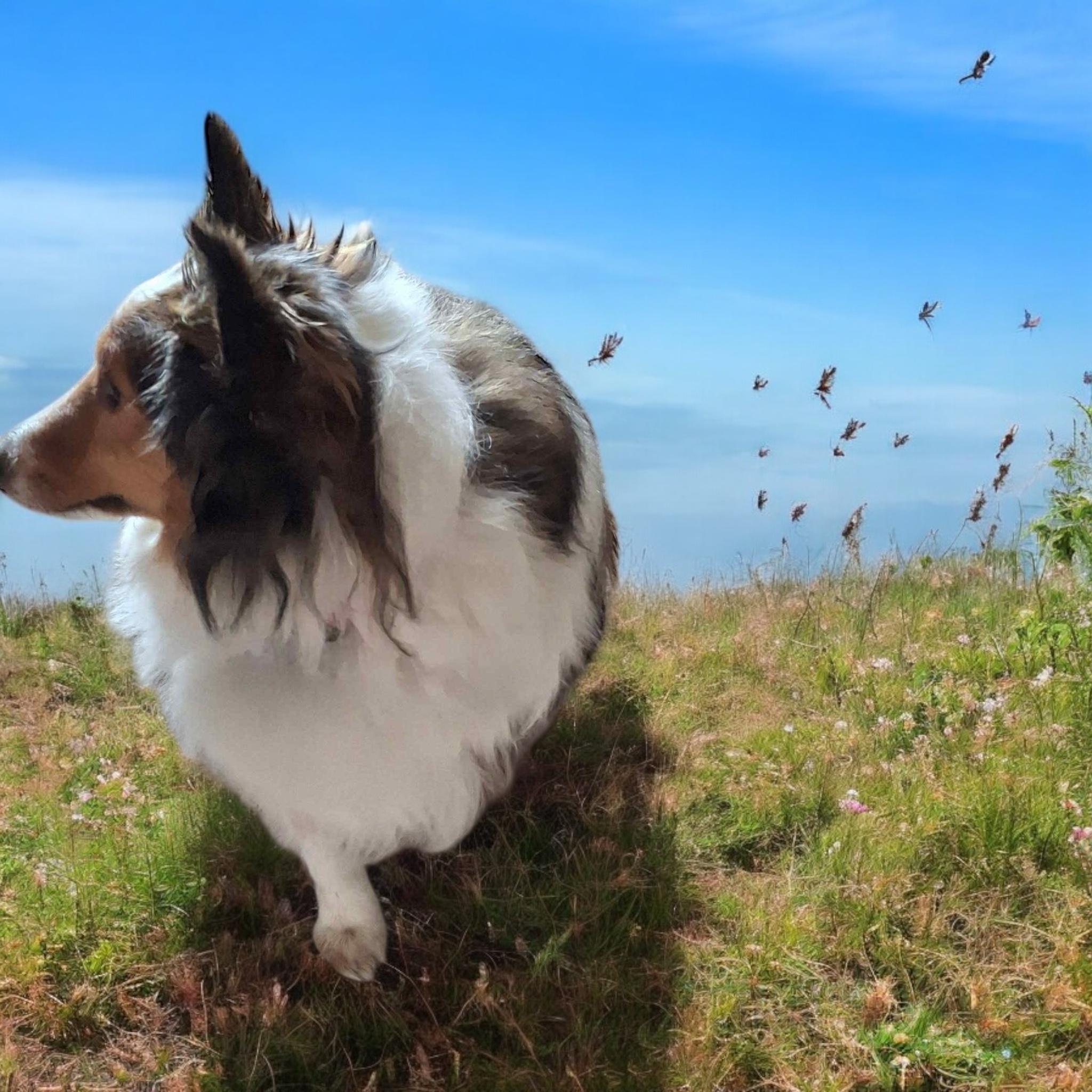 August, an adoptable Shetland Sheepdog / Sheltie in Soldotna, AK, 99669 | Photo Image 2