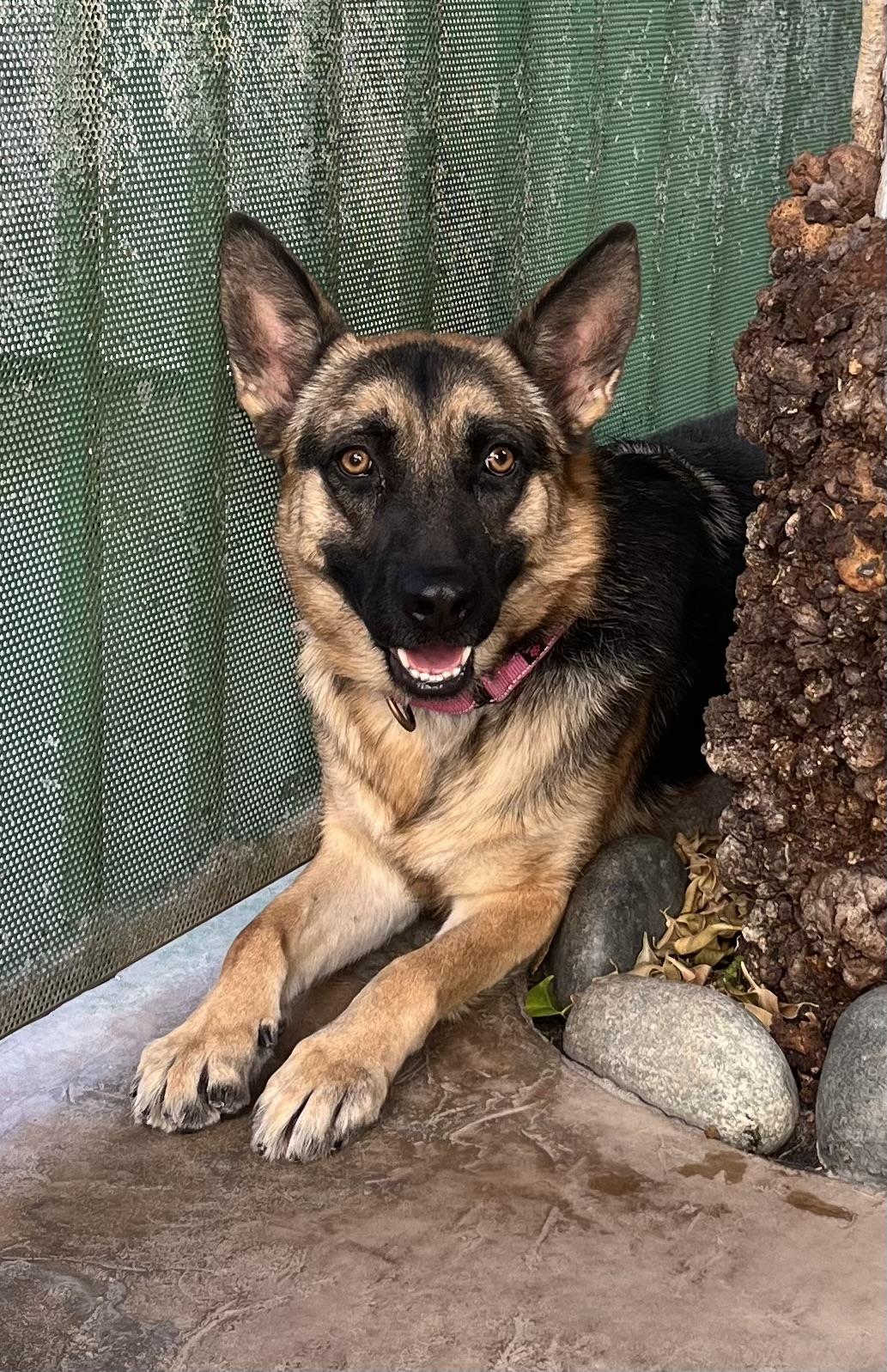 Enlarge WILLOW, a Adoptable German Shepherd Dog in Los Angeles, CA image 1/1
