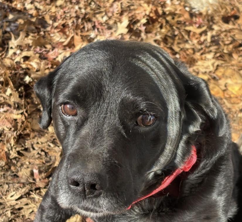 Enlarge Sammy, a Adoptable mixed breed in Philadelphia, PA image 1/6