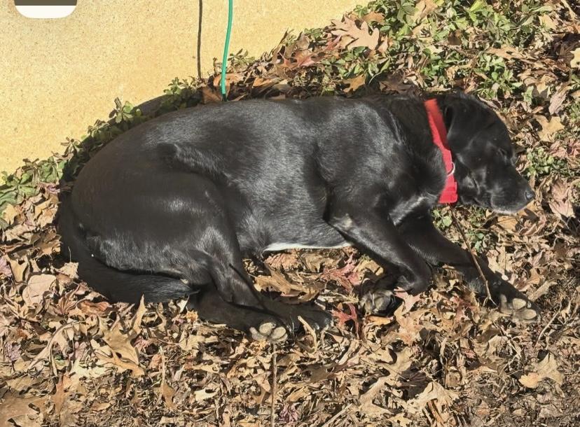 Enlarge Sammy, a Adoptable mixed breed in Philadelphia, PA image 6/6