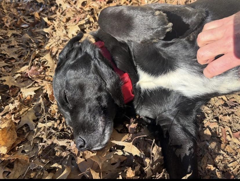 Enlarge Sammy, a Adoptable mixed breed in Philadelphia, PA image 2/6