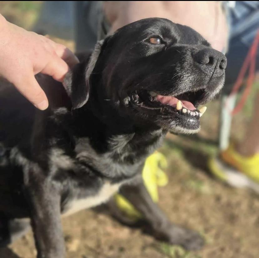 Enlarge Sammy, a Adoptable mixed breed in Philadelphia, PA image 3/6