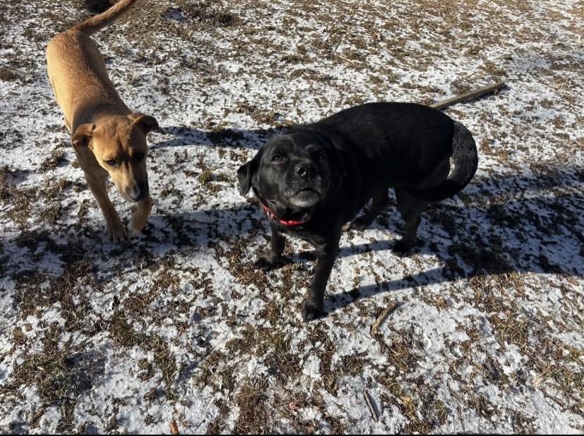 Enlarge Sammy, a Adoptable mixed breed in Philadelphia, PA image 5/6