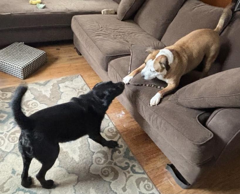 Enlarge Sammy, a Adoptable mixed breed in Philadelphia, PA image 4/6