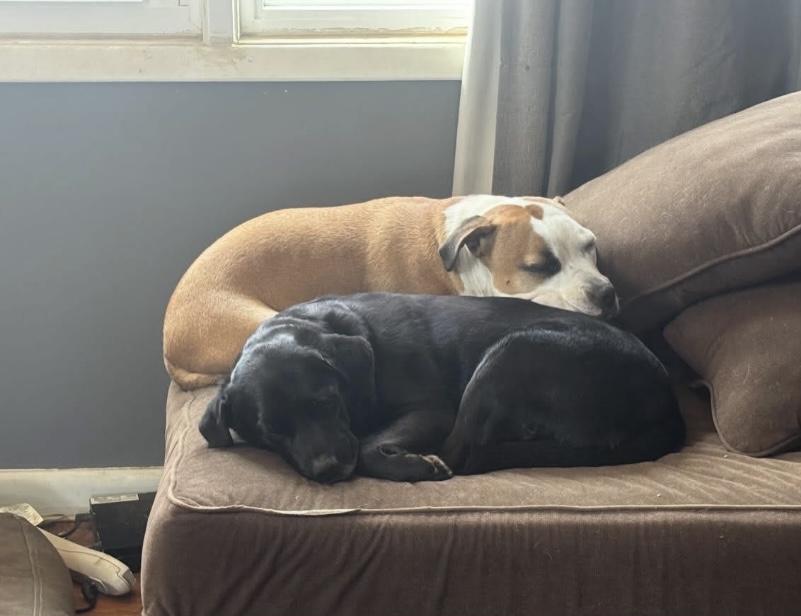 Sammy, Adoptable, Adult Male Labrador Retriever.