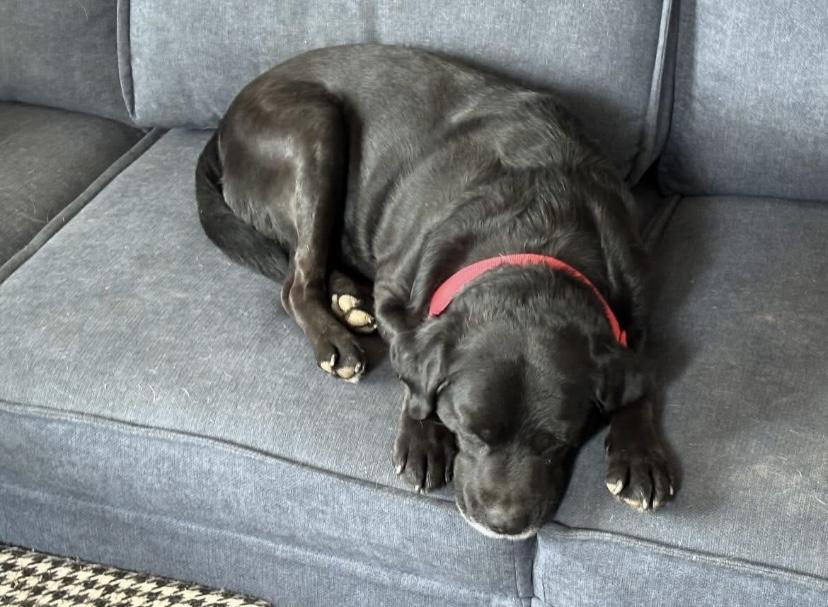 Enlarge Sammy, a Adoptable mixed breed in Philadelphia, PA image 4/6