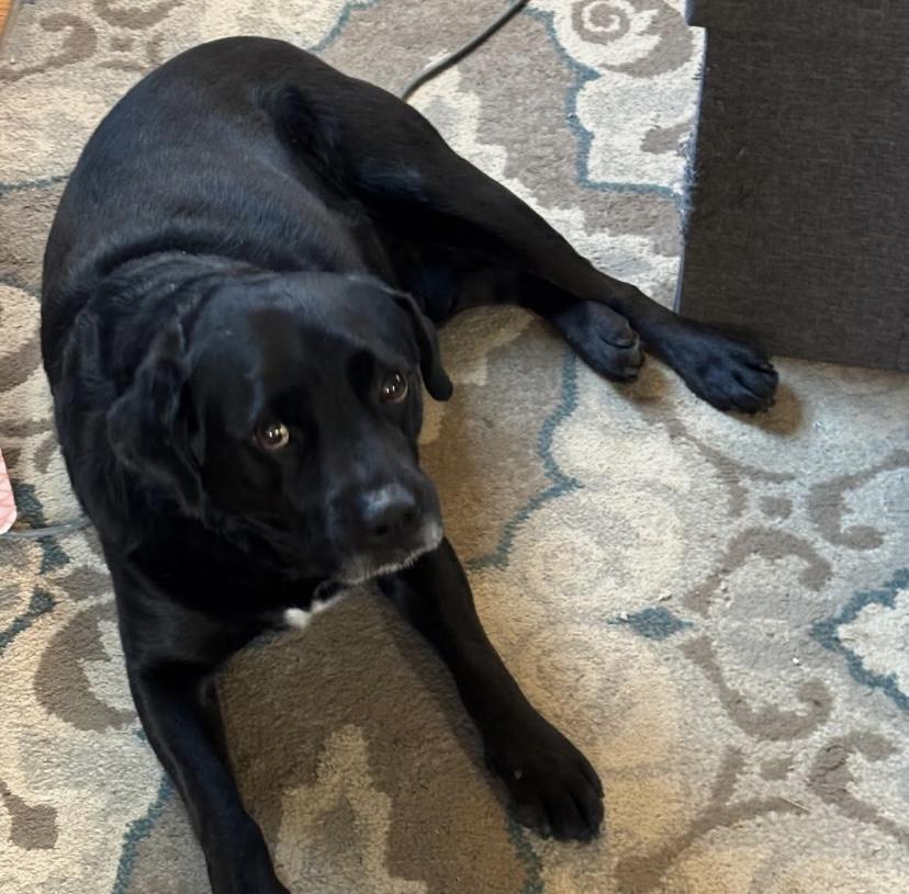 Enlarge Sammy, a Adoptable mixed breed in Philadelphia, PA image 5/6