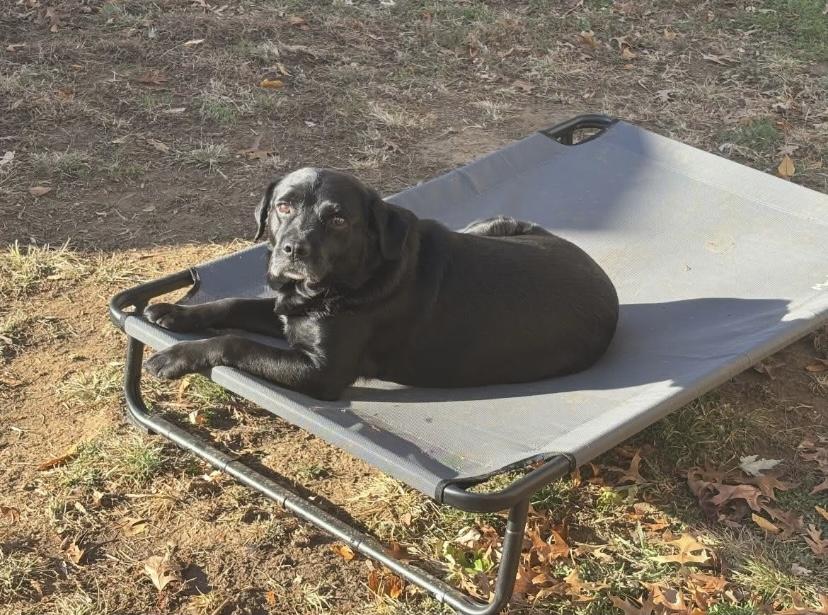 Enlarge Sammy, a Adoptable mixed breed in Philadelphia, PA image 6/6