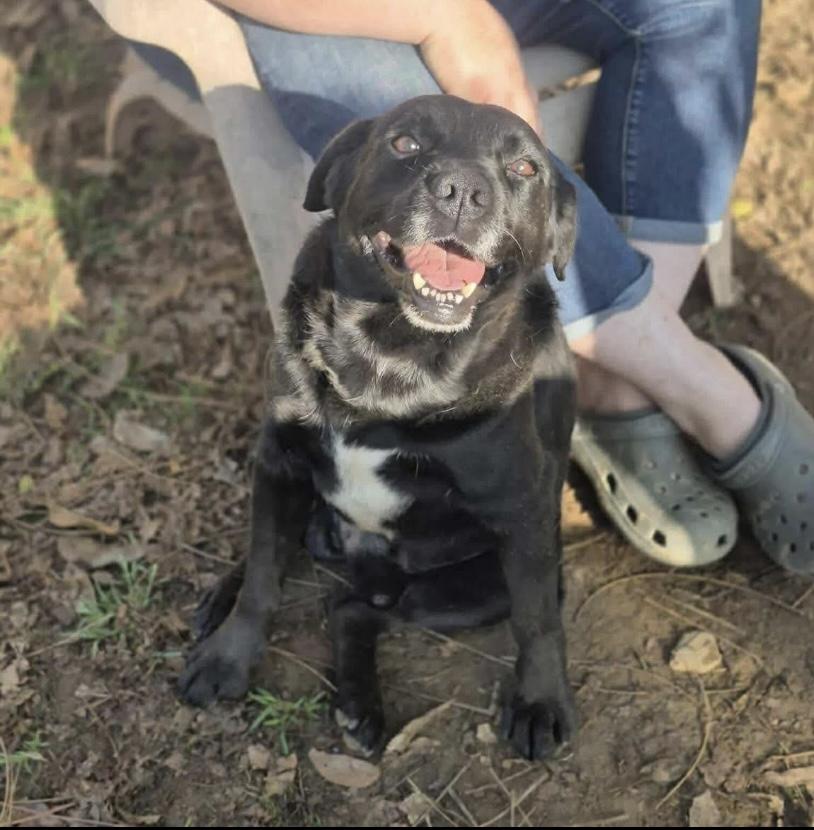 Sammy, Adoptable, Adult Male Labrador Retriever.