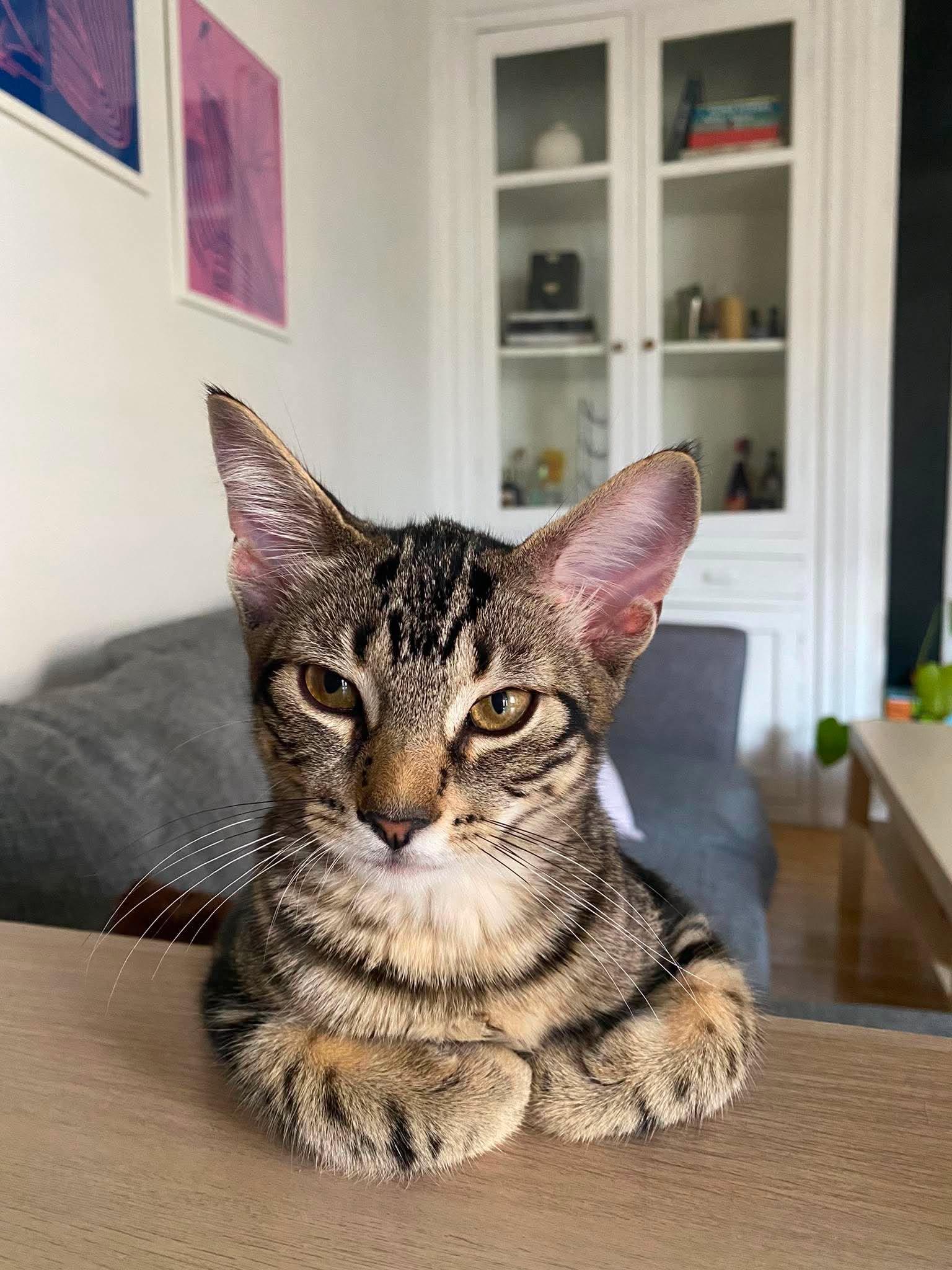 Enlarge Henrietta, an adoptable Domestic Short Hair in Montreal, QC image 2/5