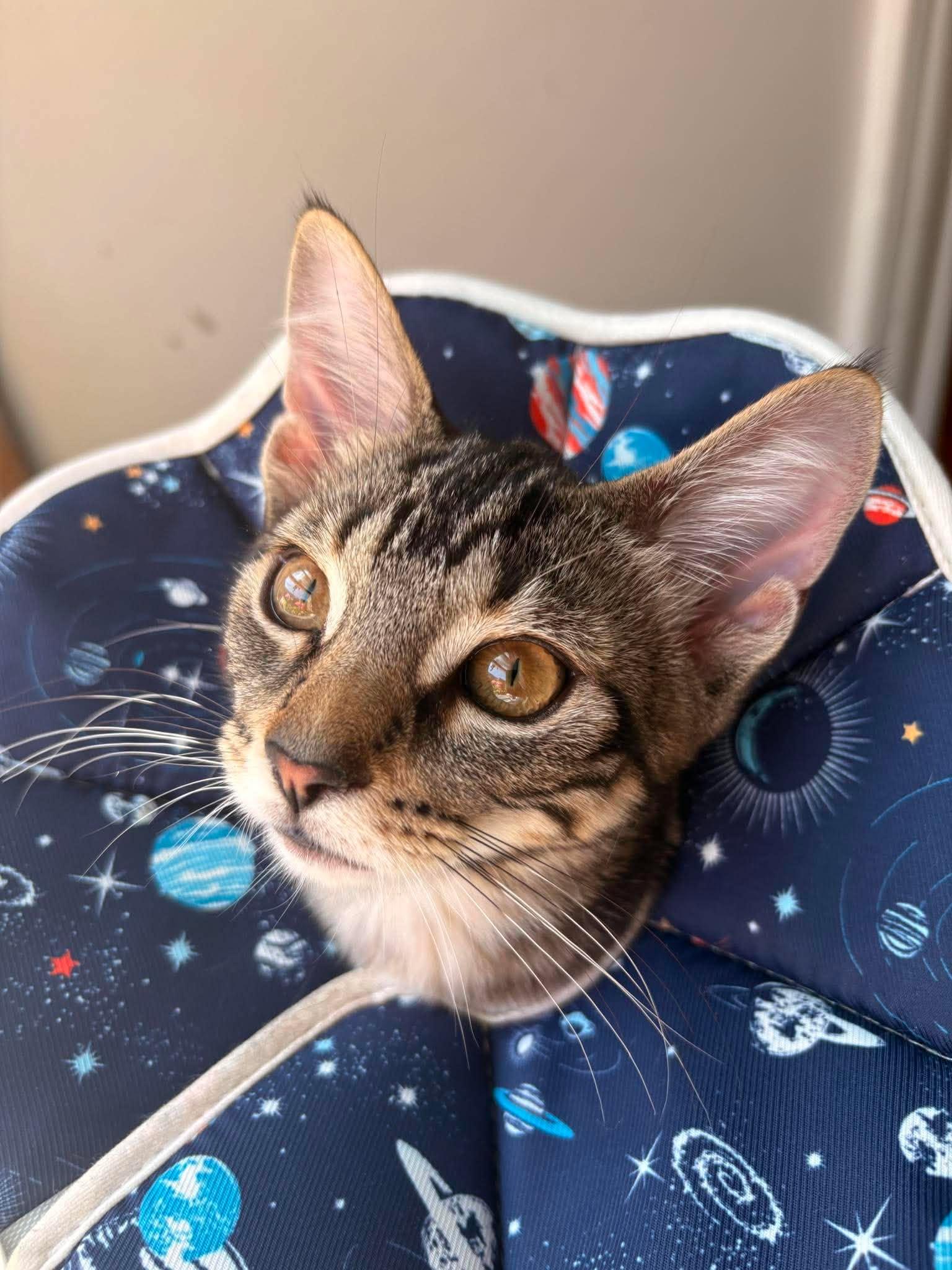 Enlarge Henrietta, an adoptable Domestic Short Hair in Montreal, QC image 1/5