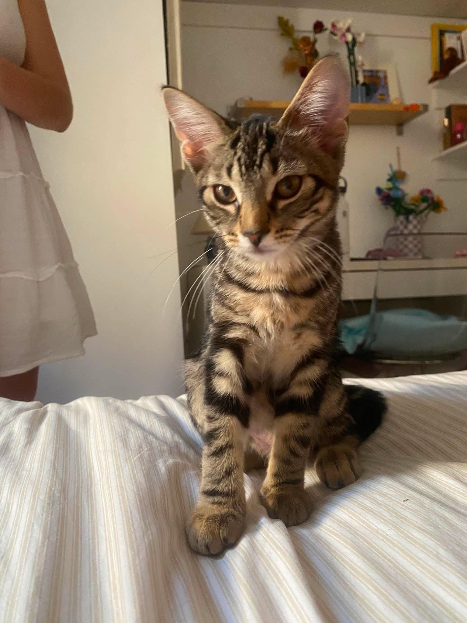 Enlarge Henrietta, an adoptable Domestic Short Hair in Montreal, QC image 4/5