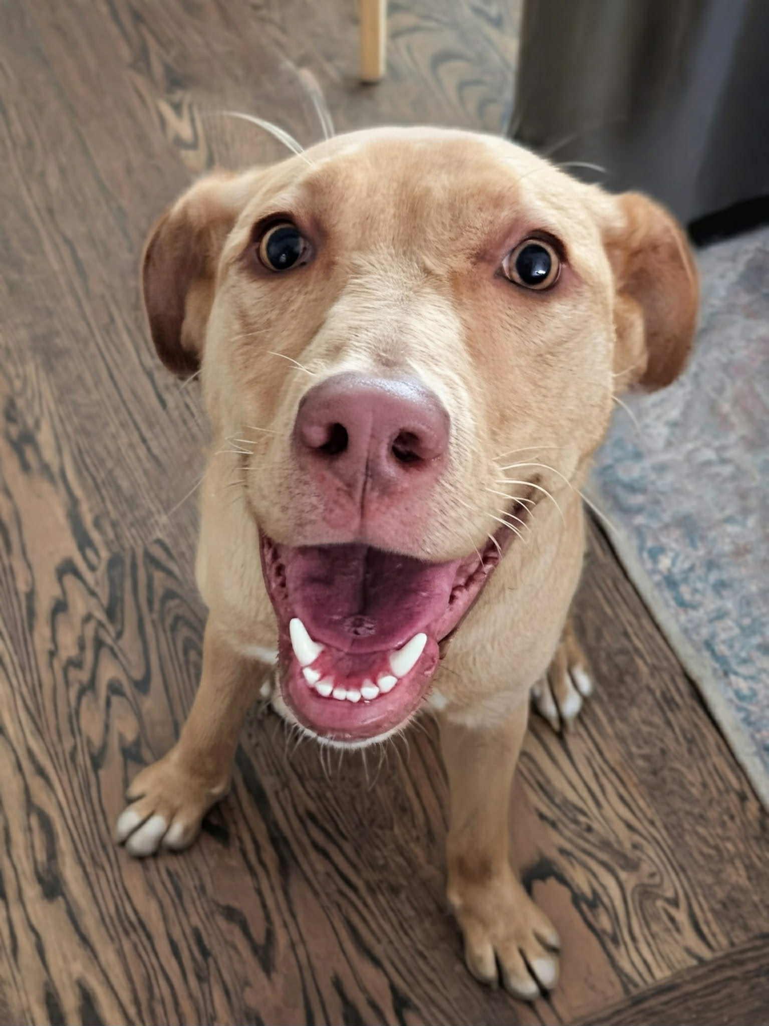 Saylor, Adoptable, Young Female Labrador Retriever.