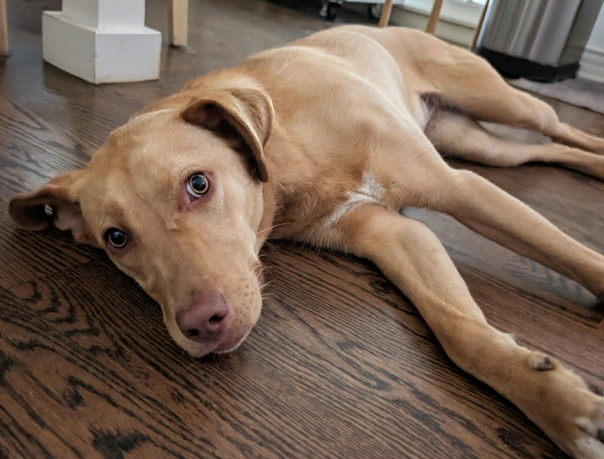 Saylor, adoptable, Adult Female Labrador Retriever.