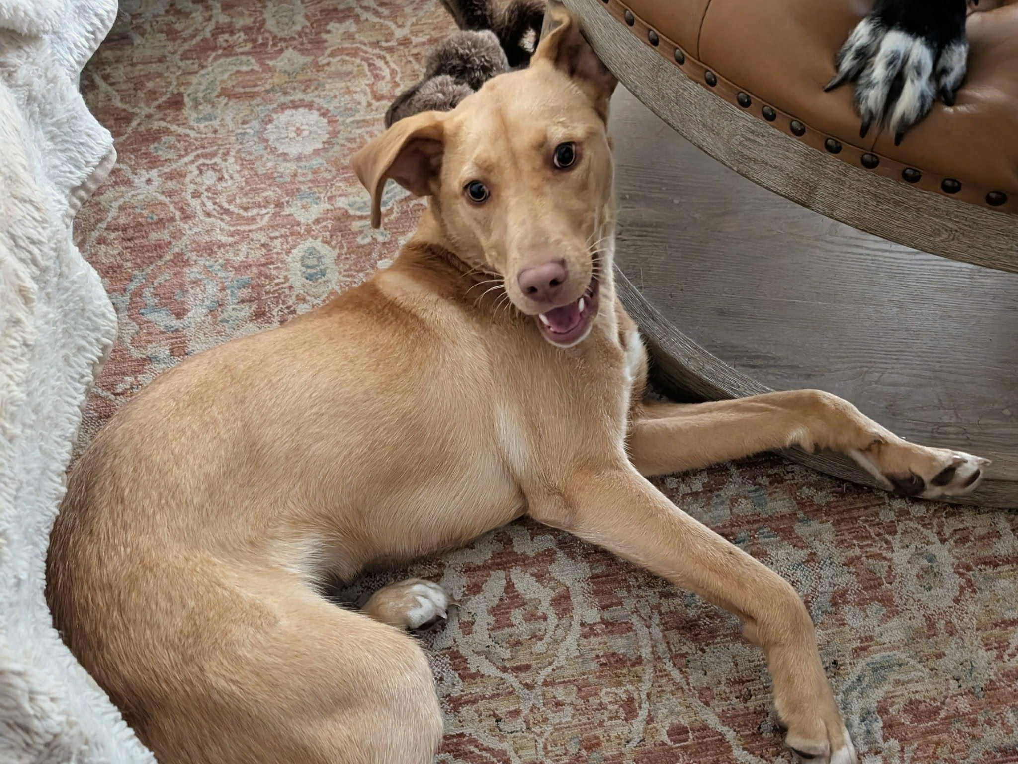 Enlarge Saylor, a Adoptable mixed breed in Overland Park, KS image 3/3