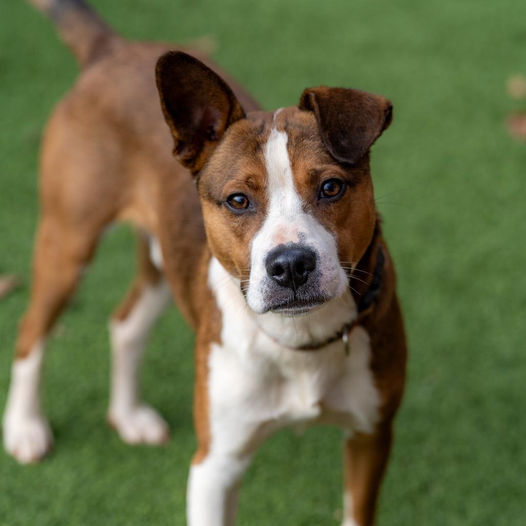 Enlarge Stanley, a Adoptable mixed breed in Gainesville, GA image 1/6